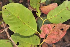 Elaeocarpus tectorius